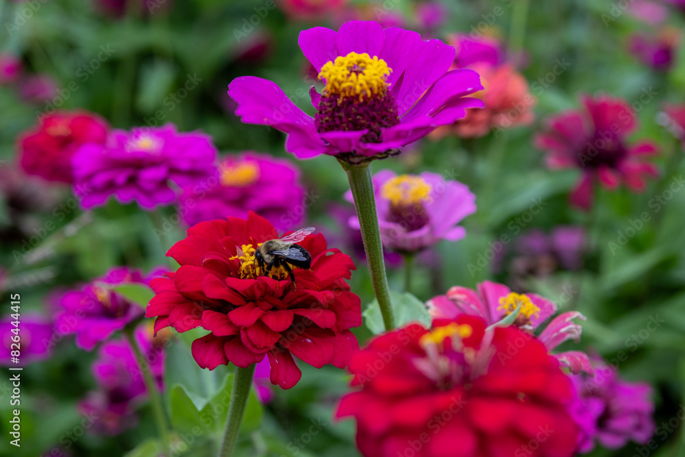 Vibrant pink zinnia flowers - bee collecting nectar - lush green backdrop. Taken in Toronto, Canada. Vibrant pink zinnia flowers - bee collecting nectar - lush green backdrop. Taken in Toronto, Canada.