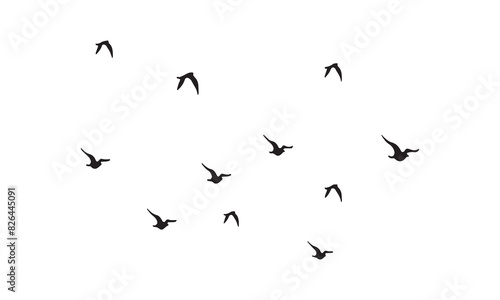 Flying Birds Vector And Illustration.  © Syed Zakir Hossen