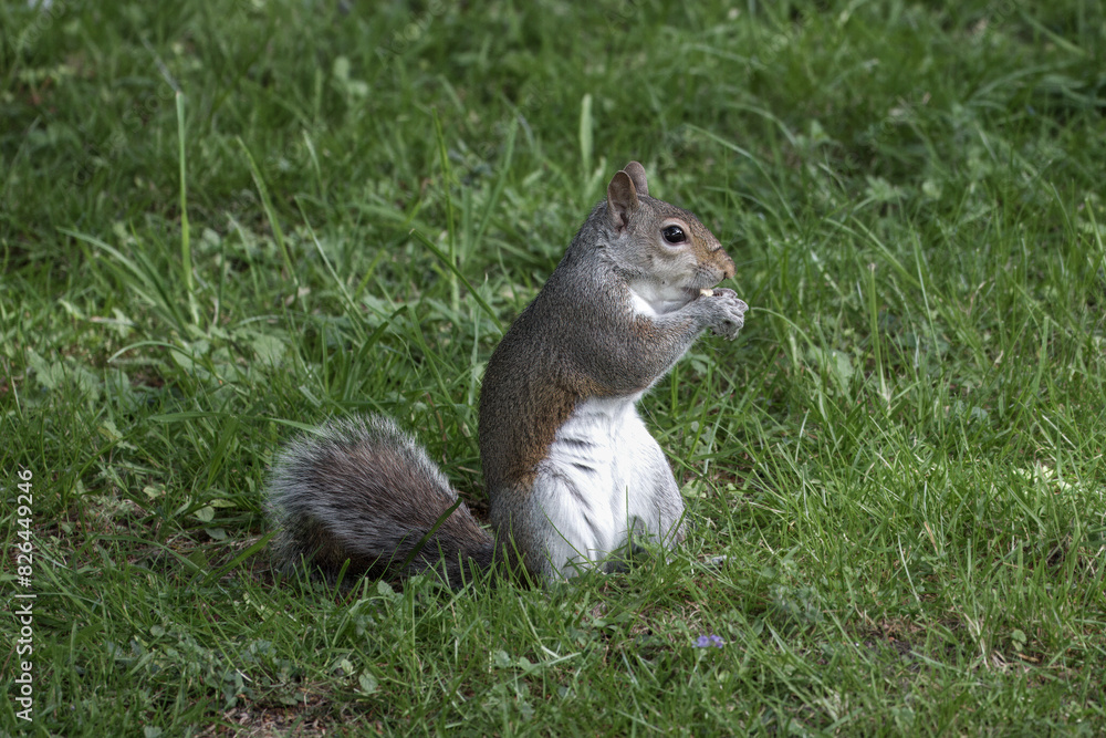 Fototapeta premium cute grey squirrel eating a nut