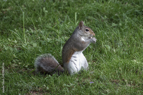 cute grey squirrel eating a nut