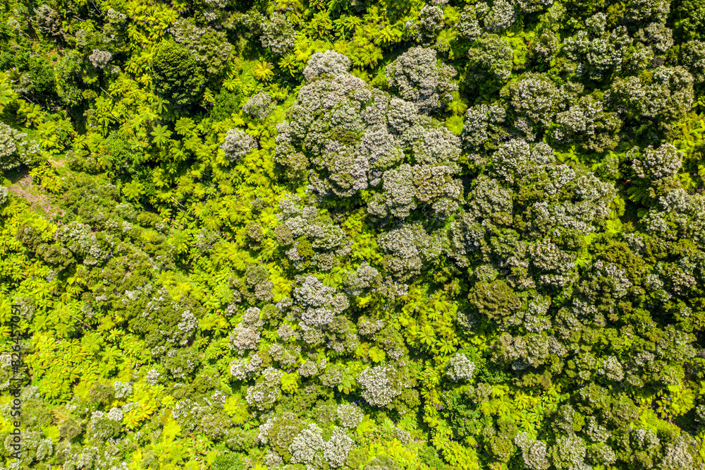 Aerial view of lush primary forest, Karamu, Hamilton, New Zealand. Aerial view of lush primary forest, Karamu, Hamilton, New Zealand.