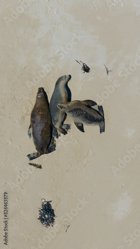 Aerial view of sandy beach with Sea Lions, wildlife, Hillarys, Perth, Australia. photo