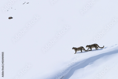 Aerial view of snowy landscape with two snow leopards, Kibber, Himachal Pradesh, India. photo