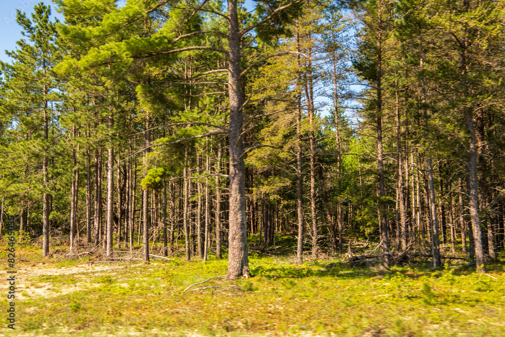 Obraz premium trees in the forest