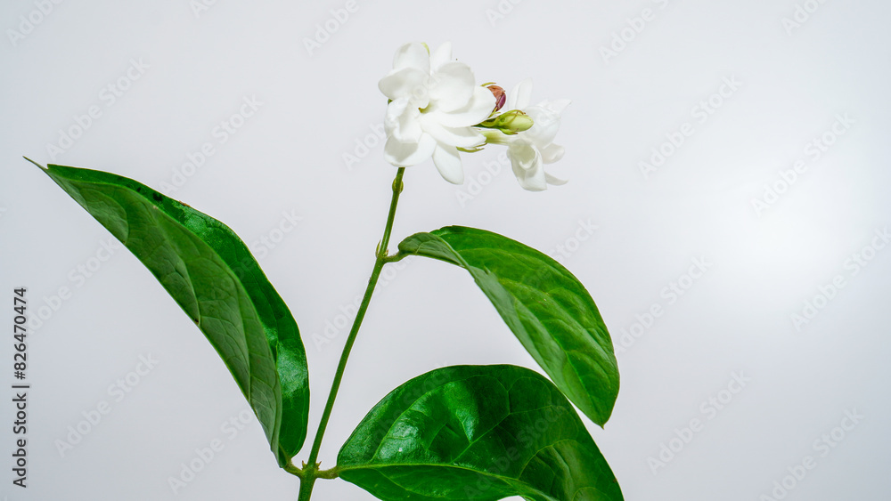 Obraz premium jasmine flower isolated on white with background as copy space.