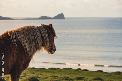 horse at the beach worms head rhosilli gower wales
