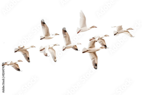 Group of birds isolated on transparent background. Cut out