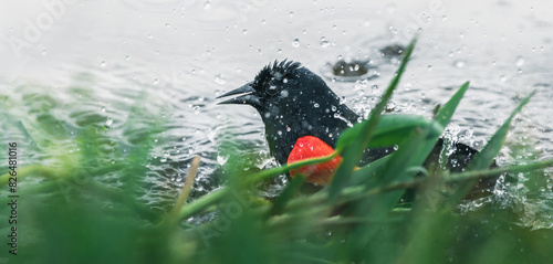 red-winged blackbird bathing