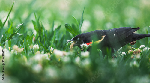 red winged blackbird eating