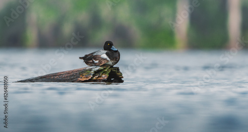 lesser scaup on log