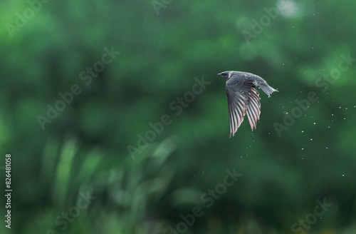 bird in flight