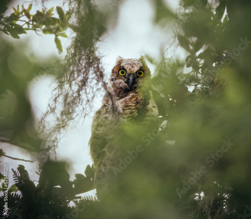 great horned owl fledgling