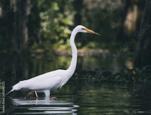 great white egret