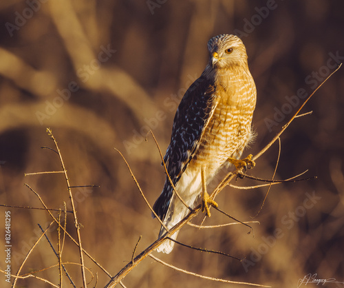 red-shouldered hawk