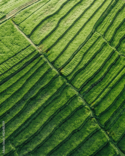 Aerial view of green ricefields in Penebel, Bali, Indonesia. photo