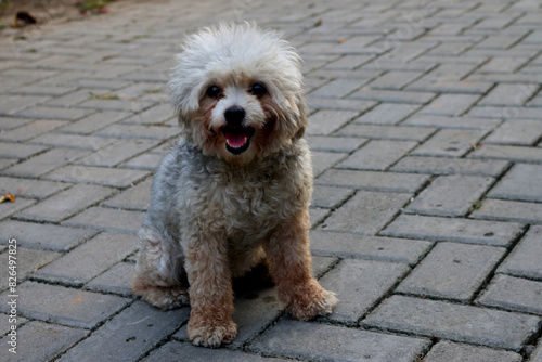 Shih Tzu Dog. Cute puppy Toy Poodle sit at street