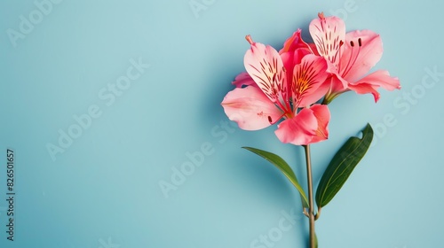A beautiful pink Alstroemeria flower in full bloom against a pale blue background.