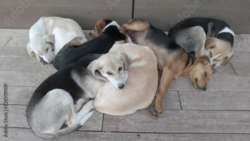 many dogs sleep close together, stray dogs live on the streets and form groups to protect themselves from the cold and enemies photo