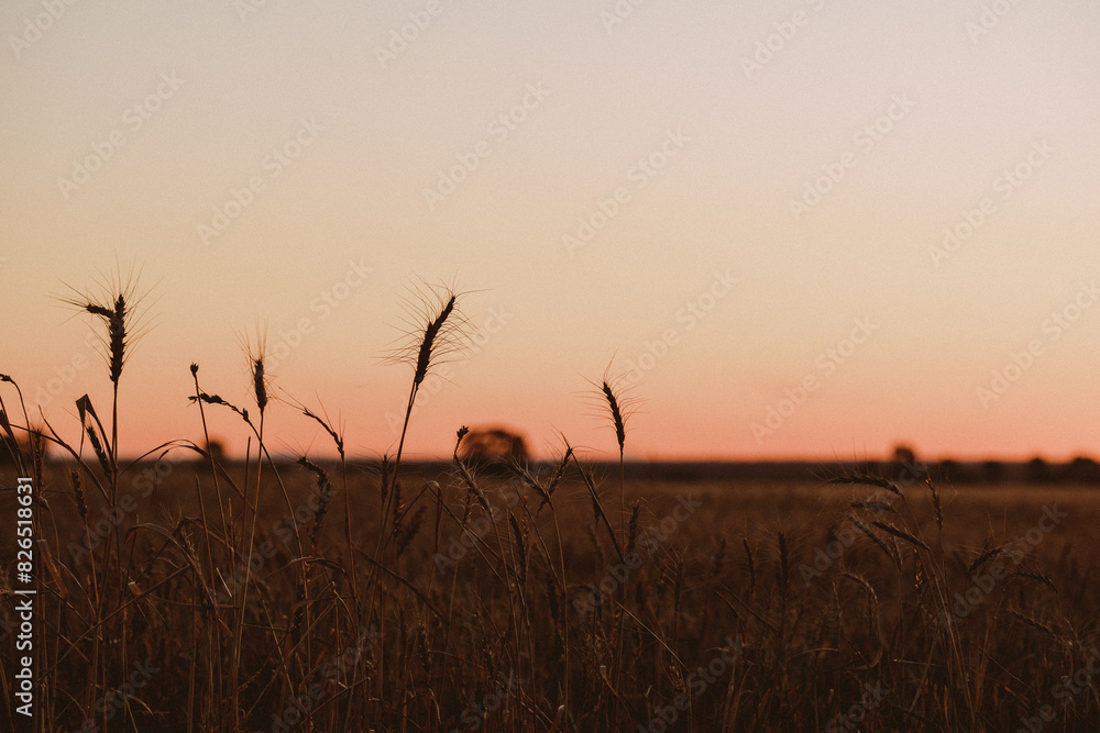 Silhouette of wheat crop growing at sunset Silhouette of wheat crop growing at sunset