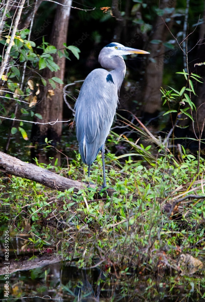 Fototapeta premium great blue heron