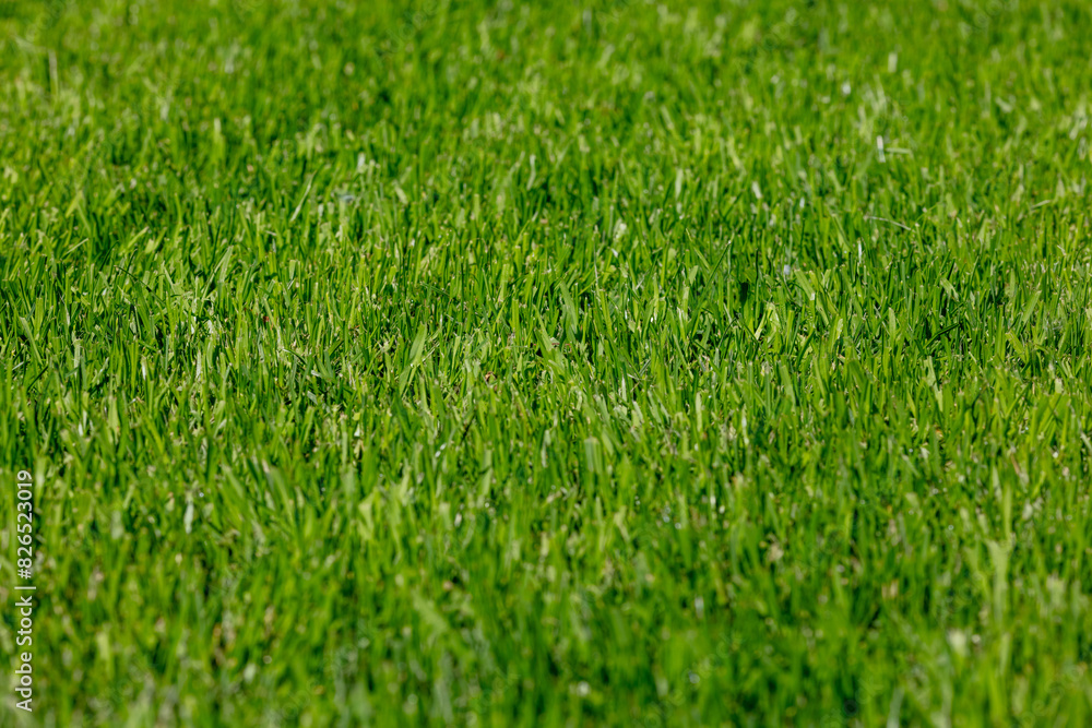 Vibrant Green Grass Lawn Close-Up, Fresh Blades of Grass in Springtime, Perfect Grass Texture for Garden, Parkland, or Sports Field Vibrant Green Grass Lawn Close-Up, Fresh Blades of Grass in Springtime, Perfect Grass Texture for Garden, Parkland, or Sports Field