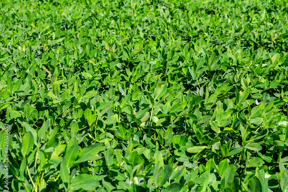 Peanut plantation on sunny day. Peanut plantation on sunny day.