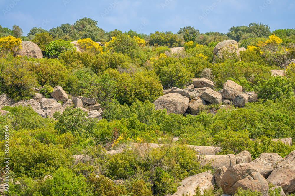 Ancient Granite Quarry (Akçakeçili Antic Columns) in Turkey – Historical Landscape with Large Column Remains Amidst Lush Vegetation Ancient Granite Quarry (Akçakeçili Antic Columns) in Turkey – Historical Landscape with Large Column Remains Amidst Lush Vegetation