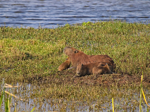 capybara and her cubs sunbathing in the Tiete river floodplain.
