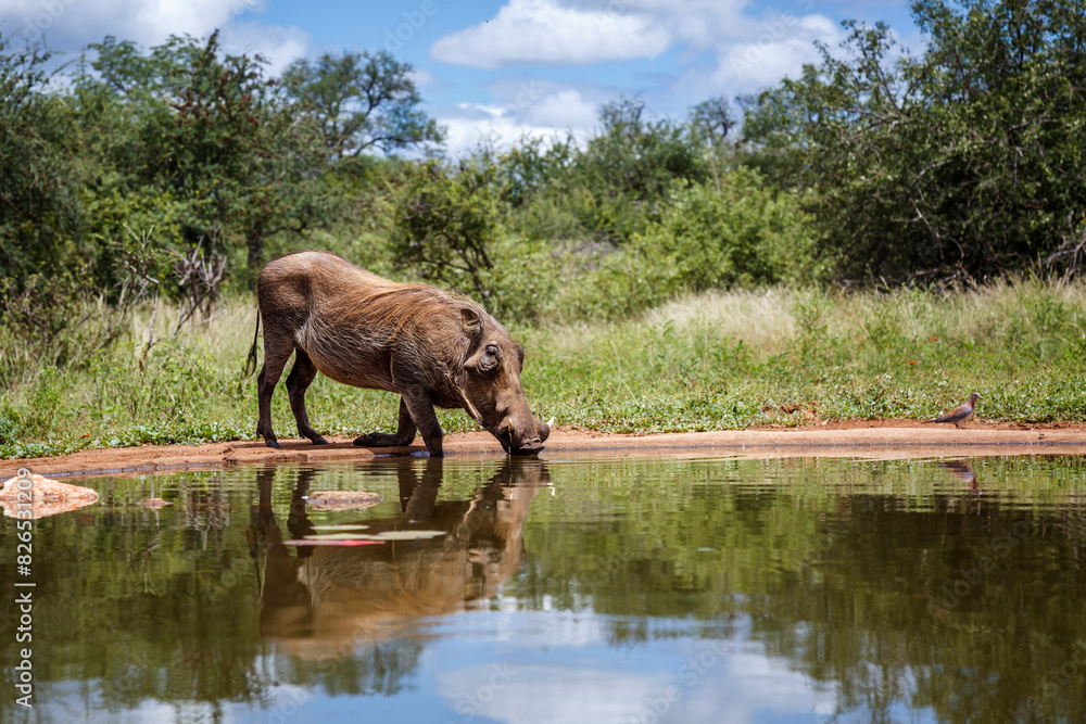 Fototapeta premium Common warthog walking into waterhole with reflection in Kruger National park, South Africa ; Specie Phacochoerus africanus family of Suidae