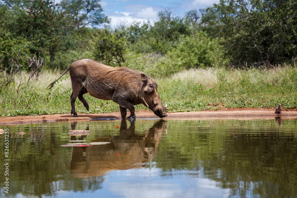 Fototapeta premium Common warthog walking into waterhole with reflection in Kruger National park, South Africa ; Specie Phacochoerus africanus family of Suidae
