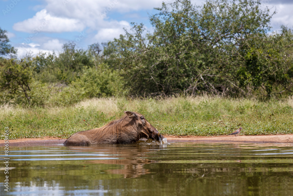 Fototapeta premium Common warthog bathing in waterhole in Kruger National park, South Africa ; Specie Phacochoerus africanus family of Suidae