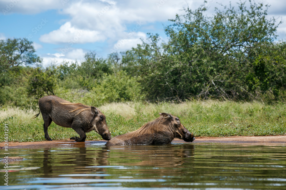 Two Common warthog bathing in waterhole in Kruger National park, South Africa ; Specie Phacochoerus africanus family of Suidae