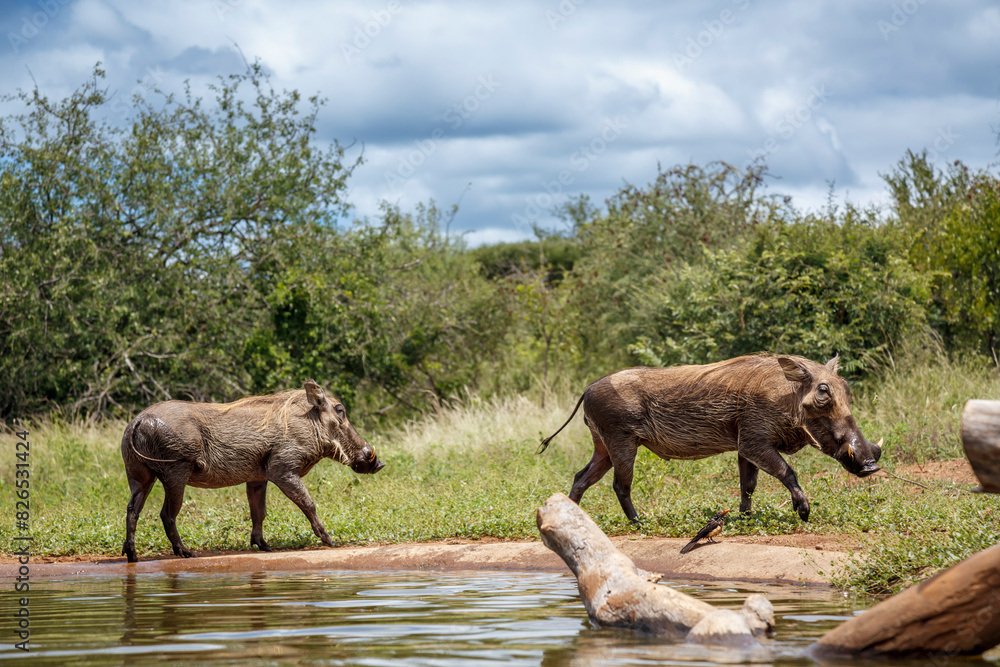 Fototapeta premium Two Common warthog walking along waterhole in Kruger National park, South Africa ; Specie Phacochoerus africanus family of Suidae