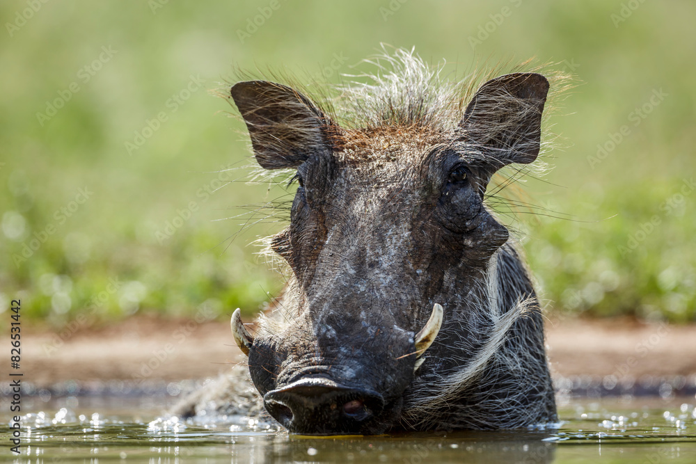 Common warthog portrait front view surface level in Kruger National park, South Africa ; Specie Phacochoerus africanus family of Suidae Common warthog portrait front view surface level in Kruger National park, South Africa ; Specie Phacochoerus africanus family of Suidae