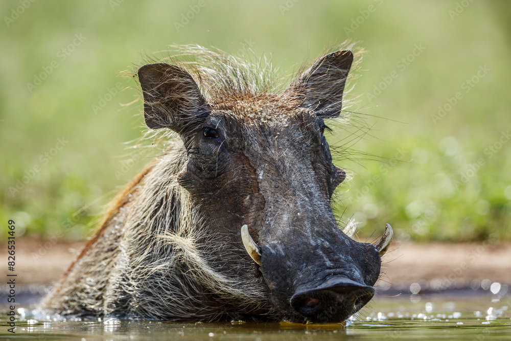 Fototapeta premium Common warthog portrait front view surface level in Kruger National park, South Africa ; Specie Phacochoerus africanus family of Suidae
