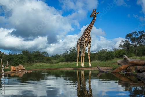 Giraffe along waterhole with reflection in Kruger National park, South Africa ; Specie Giraffa camelopardalis family of Giraffidae