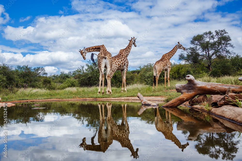 Obraz premium Three Giraffes along waterhole with reflection in Kruger National park, South Africa ; Specie Giraffa camelopardalis family of Giraffidae