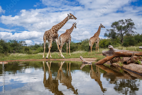 Three Giraffes along waterhole with reflection in Kruger National park, South Africa ; Specie Giraffa camelopardalis family of Giraffidae