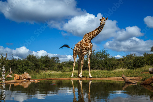 Giraffe standing along waterhole in Kruger National park, South Africa ; Specie Giraffa camelopardalis family of Giraffidae