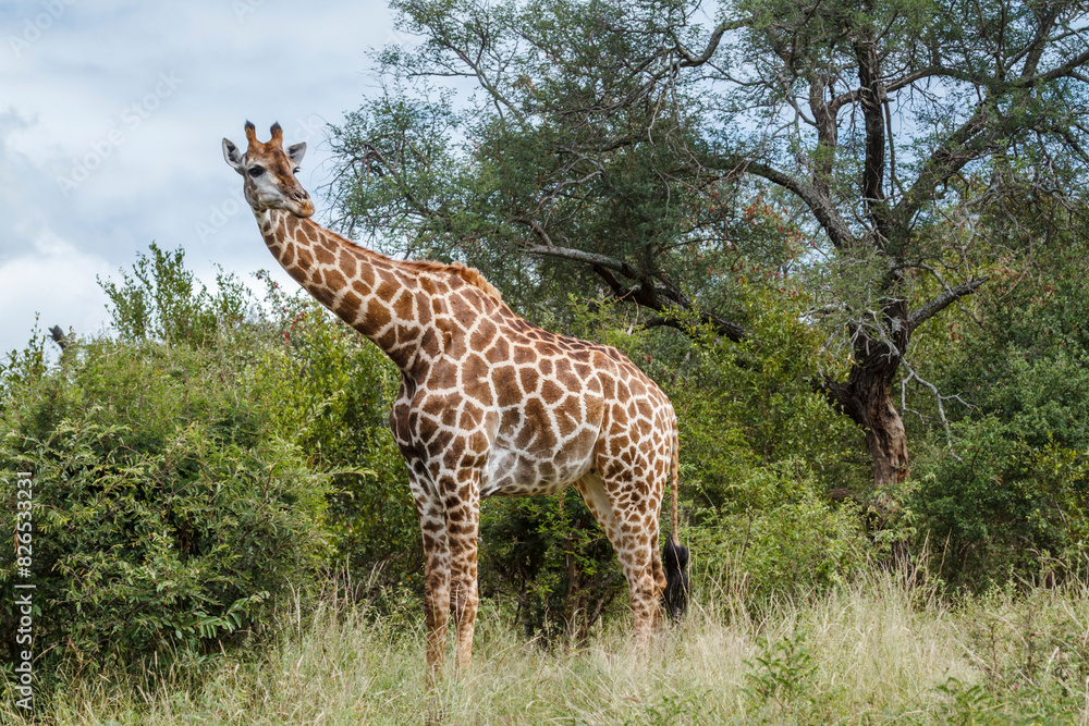 Giraffe in alert in the bush in Kruger National park, South Africa ; Specie Giraffa camelopardalis family of Giraffidae Giraffe in alert in the bush in Kruger National park, South Africa ; Specie Giraffa camelopardalis family of Giraffidae