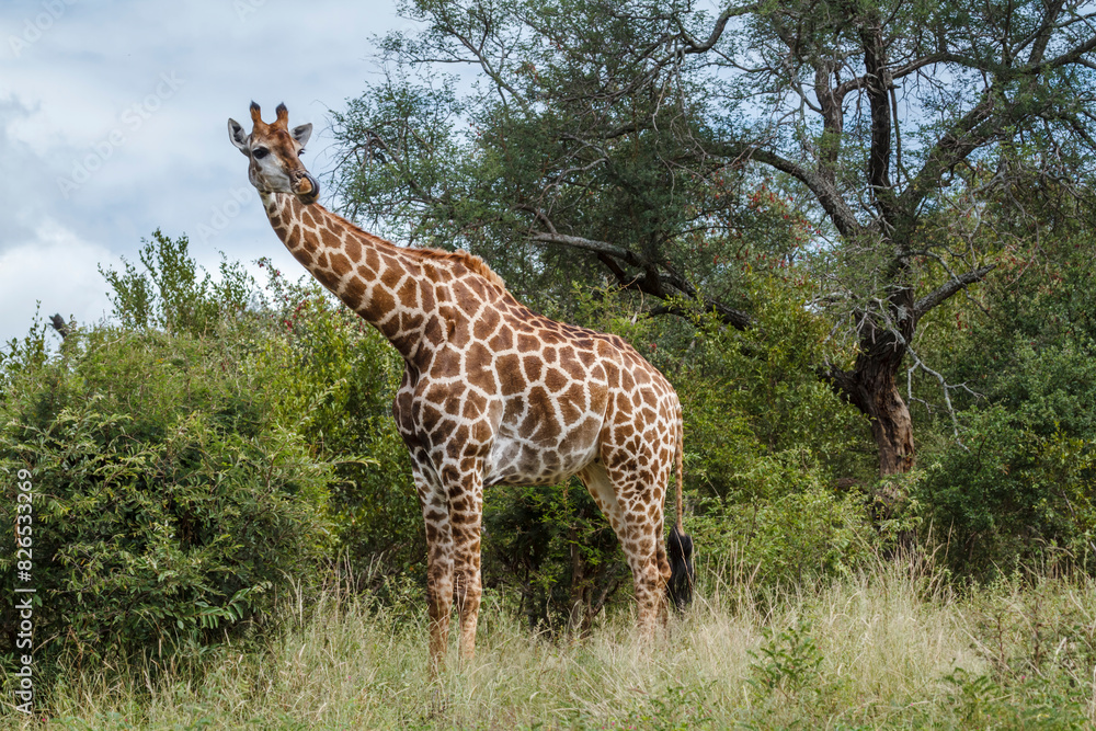 Giraffe in alert in the bush in Kruger National park, South Africa ; Specie Giraffa camelopardalis family of Giraffidae Giraffe in alert in the bush in Kruger National park, South Africa ; Specie Giraffa camelopardalis family of Giraffidae
