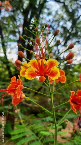 peacock flower, Caesalpinia pulcherrima, Royal poinciana, Red-orange flower