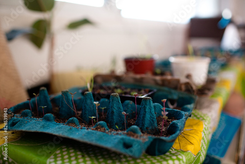 Growing seedlings in egg carton photo