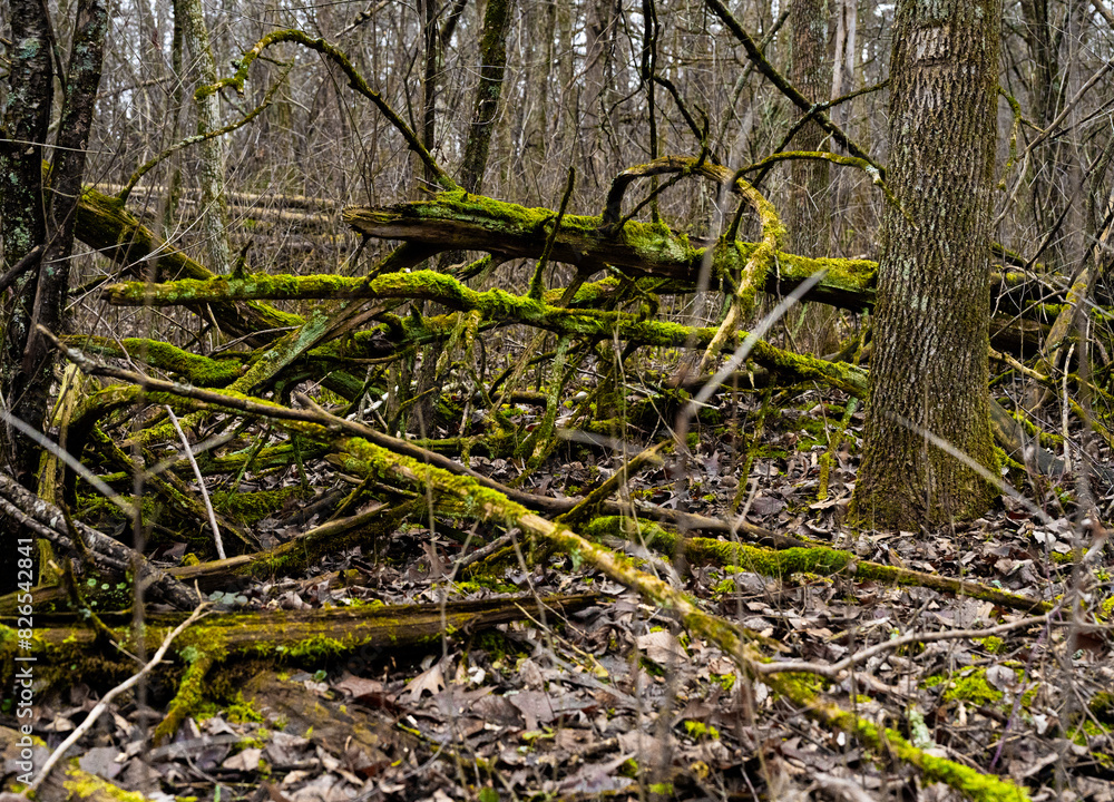 moss covered tree branches