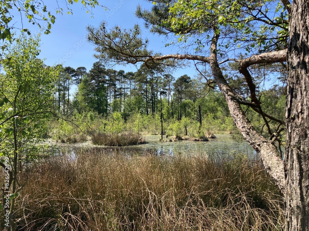 Naklejka premium Moorlandschaft mit Moorsee und Bäumen in der Lüneburger Heide im Pietzmoor Schneverdingen
