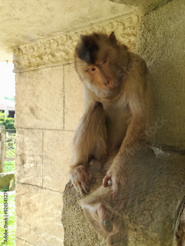 Affe