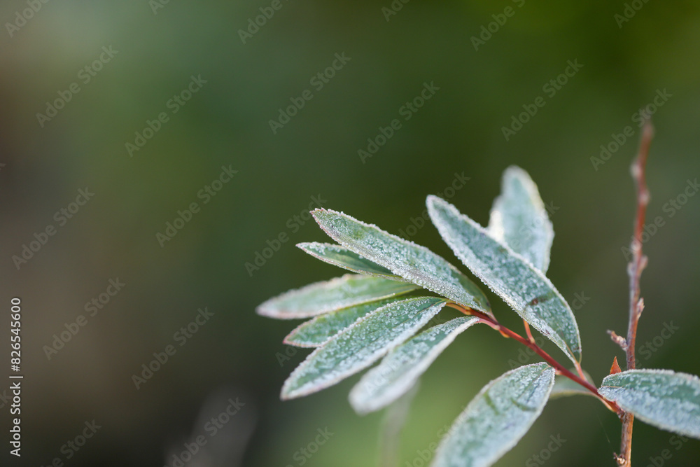 Close up leaves of Reeve's spiraea covered in frost on cold winter morning Close up leaves of Reeve's spiraea covered in frost on cold winter morning