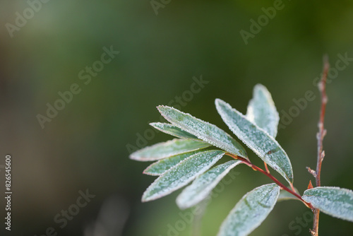 Close up leaves of Reeve's spiraea covered in frost on cold winter morning photo