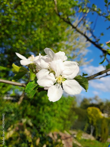 Apfelbaumblüte im Frühling