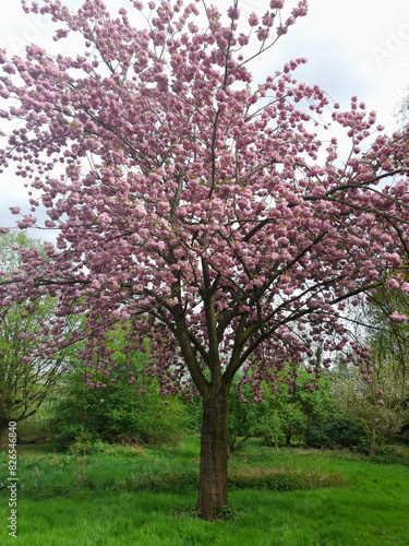 Baum im Frühling